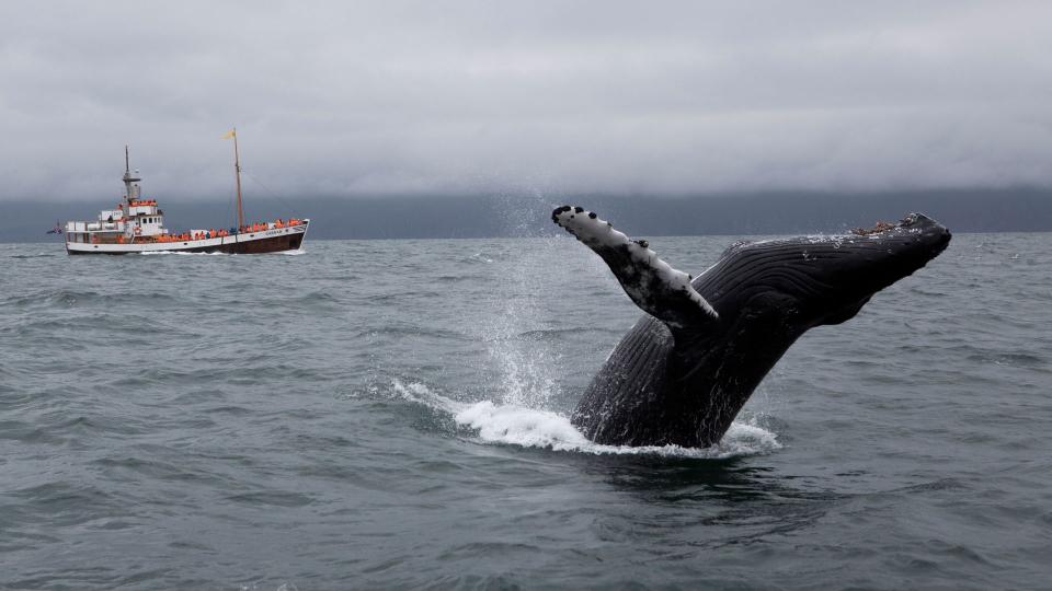 A humpback whale in Skjalfandi Bay, Husavik, Iceland.