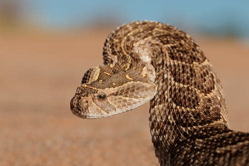   <span class="attribution"><a class="link " href="https://www.shutterstock.com/image-photo/portrait-puff-adder-bitis-arietans-defensive-195965318?src=raKqf9TasrFGHCA9hT-R8Q-1-20" rel="nofollow noopener" target="_blank" data-ylk="slk:Shutterstock;elm:context_link;itc:0;sec:content-canvas">Shutterstock</a></span>