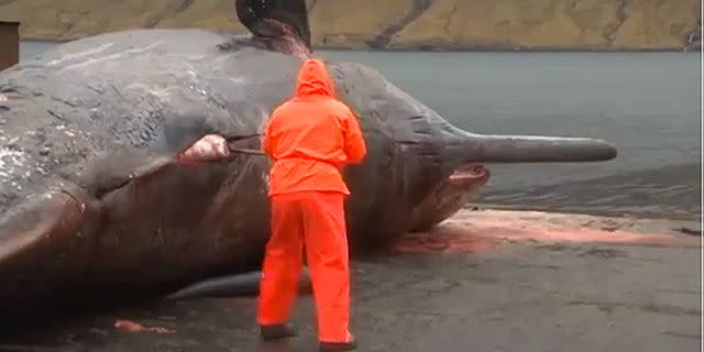 The Faroe Islander prepares to cut up the beached sperm whale. Photo: Youtube