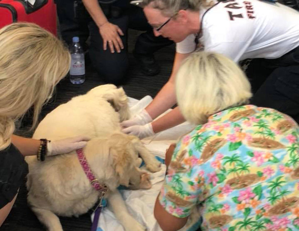 Staff at Tampa International Airport in Florida have helped a dog give birth to eight puppies. Source: Facebook/ Tampa International Airport