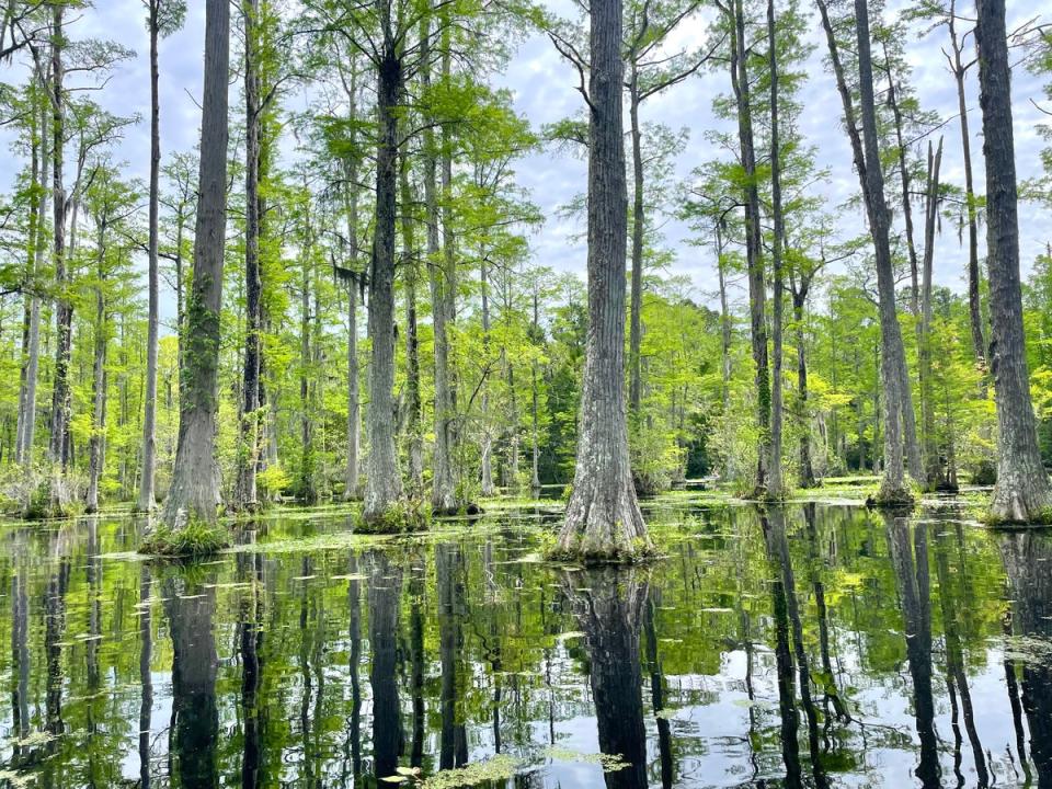 You can take a boat ride through the waters of Cypress Gardens just like Noah and Allie (Annabel Grossman for The Independent)