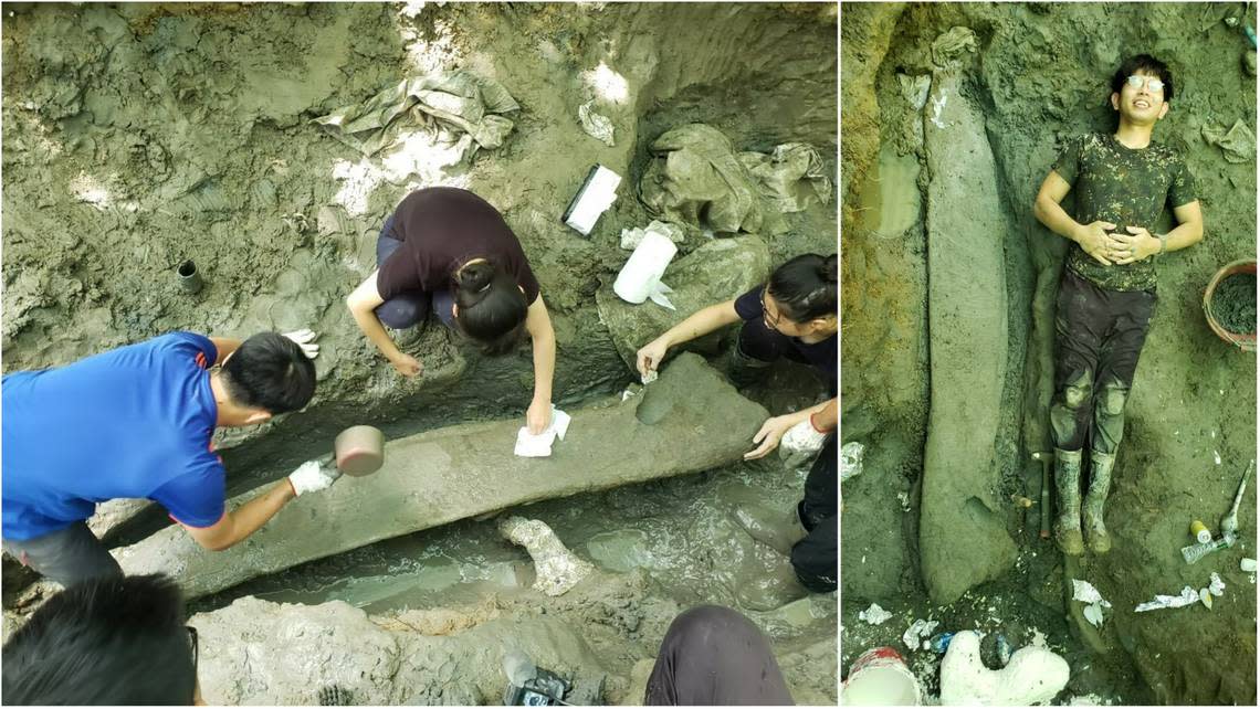 Left: The team excavating the whale’s jawbone. Right: A student laying next to the jawbone to show its large size.