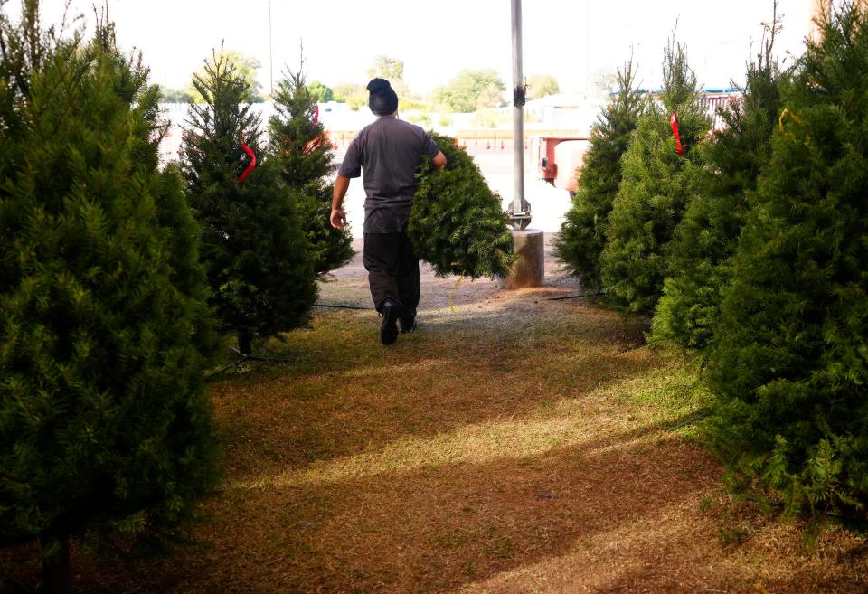 The Muñoz Family Christmas Tree Lot on Nov. 30, 2023.