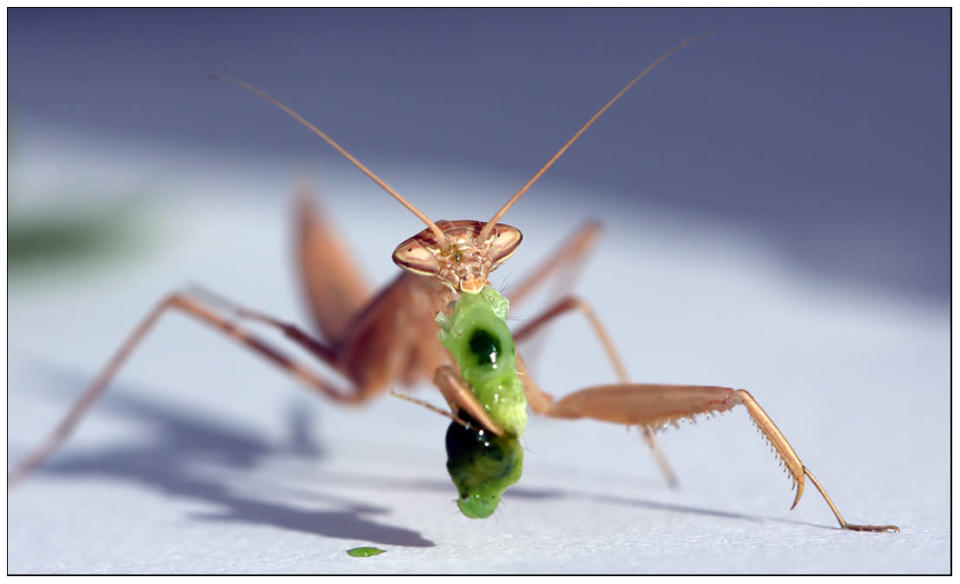 'Caterpiller Ice Cream'. (Helado de oruga)