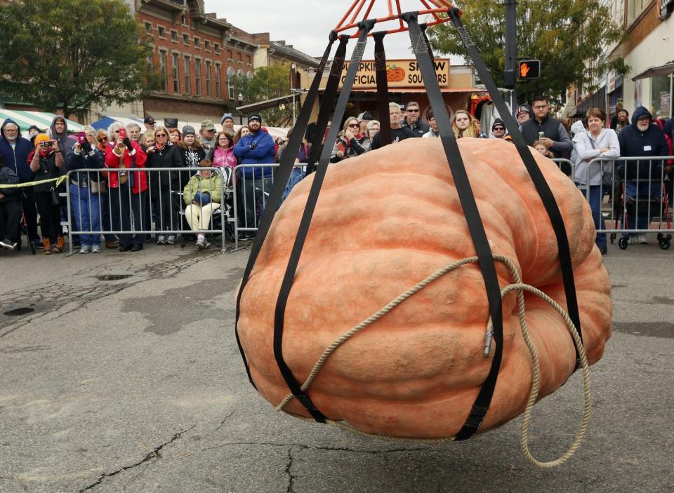 A giant pumpkin grown by Mark Litz is moved onto the scale at the weigh in at the Circleville Pumpkin Show in 2019. The pumpkin weighed in at 1,174.5 pounds for the second place. Eric Albrecht/Dispatch