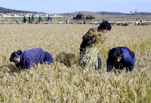 Handout photo from the UN World Food Programme shows North Korean women harvesting rice in a cooperative farm in Uiju county, North Pyongan province, in 2003. North Korea suffers chronic food shortages, but the situation is frequently exacerbated by floods, droughts and mismanagement