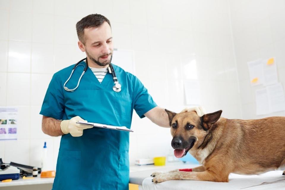A vet in a teal nurse's uniform holds a clipboard while checking out a dog. 