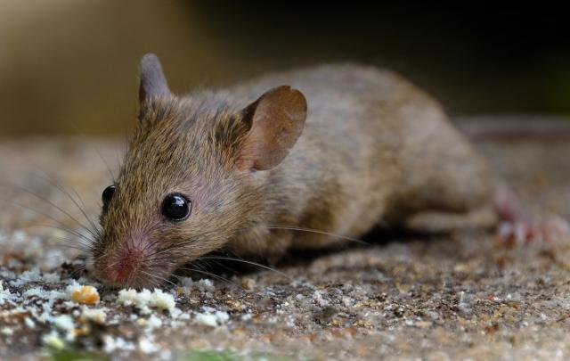 Mice In Your Garage? Here's What To Do Now - A-Z Animals