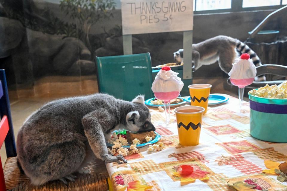 The lemurs were given a tweaked menu to fit their diets.
