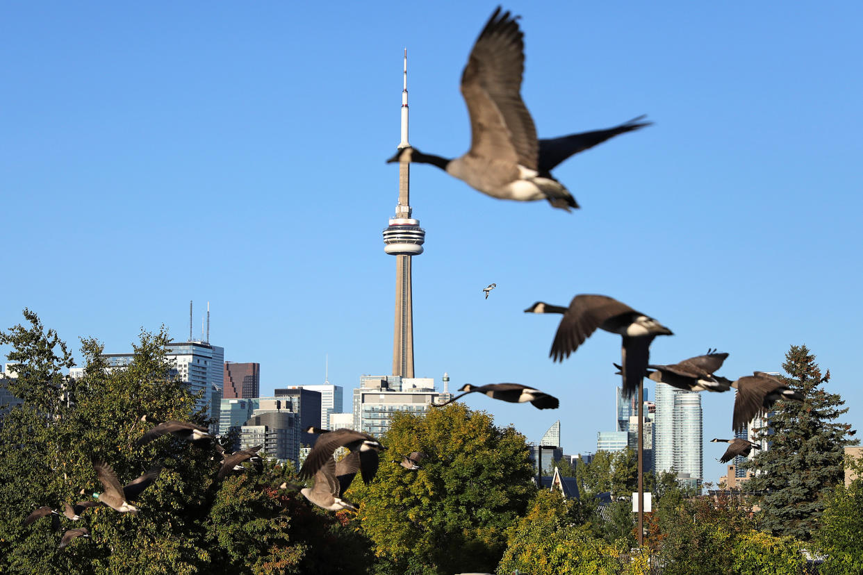 Canada geese fly past the CN Tower in Toronto, Ontario, Canada September 20, 2020. REUTERS/Chris Helgren