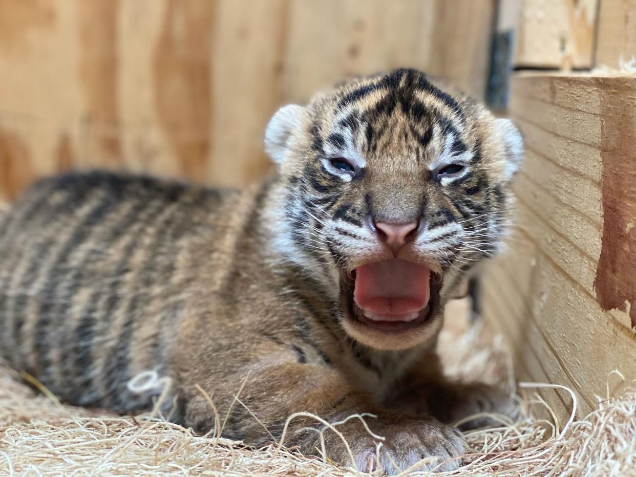 Two Sumatran tiger cubs were born at the Memphis Zoo on May 5.