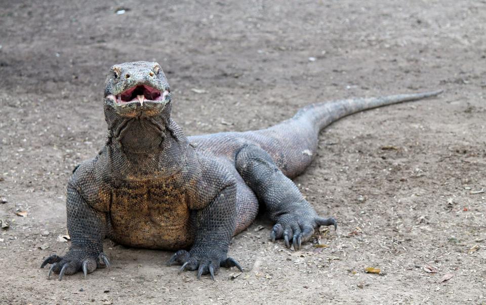 Komodo dragon, Seatrek Bali 