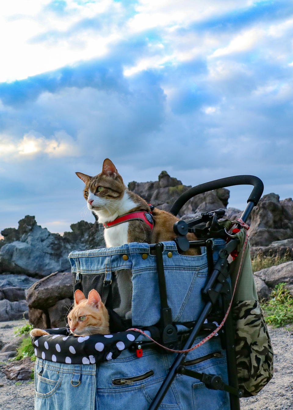 <p>Daisuke Nagasawa travels nationally and internationally with his cats, Fuku-Chan and Daikichi. Photo: Daisuke Nagasawa/Caters News) </p>