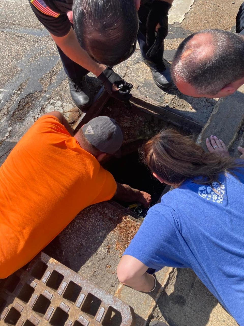 Marlborough's volunteer duck rescue team, including wildlife experts, members of the public works department, and police officers, helped rescue a trio of ducklings that had fallen into a storm drain on Route 20.