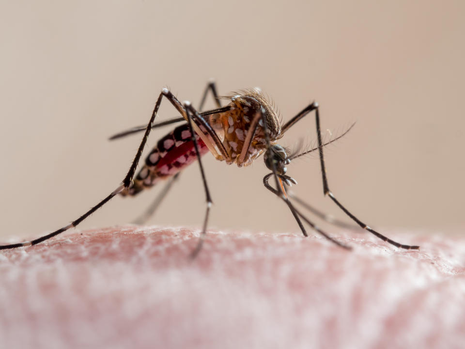 Mücken haben in ihren Antennen einen ausgezeichneten Geruchssinn. (Foto: Getty Images)  