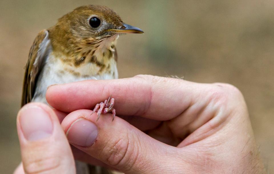 The veery thrush migrates every spring from the southern Amazon basin to northern breeding grounds stretching from Delaware to Canada.