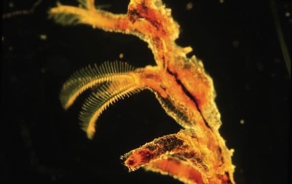 A modern pterobranch, <i>Rhabdopleura normani</i>. Each of these tube-dwelling worms is only 0.02 inches (0.5 mm) long.