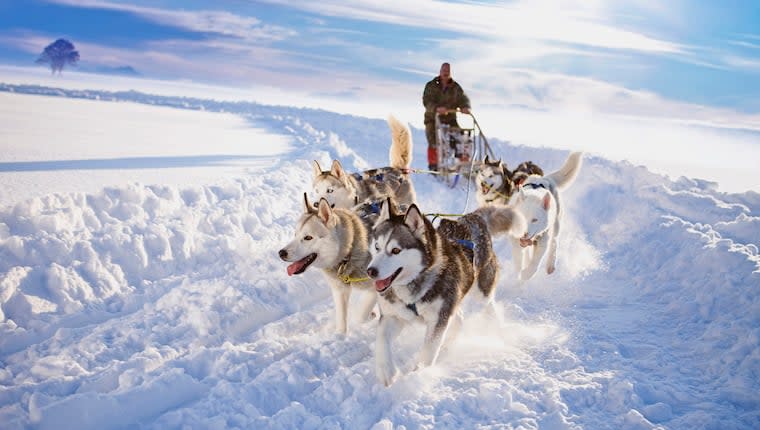 What Does Sled Dog Racing’s Future Look Like?