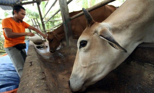 A farmer feeds his cattles after working at a palm oil plantation in Malaysia's eastern town of Bukit Kuantan. A planned corporate listing aimed at transforming Malaysia's vital palm oil industry has been clouded by allegations it could short-change the country's politically powerful farmers