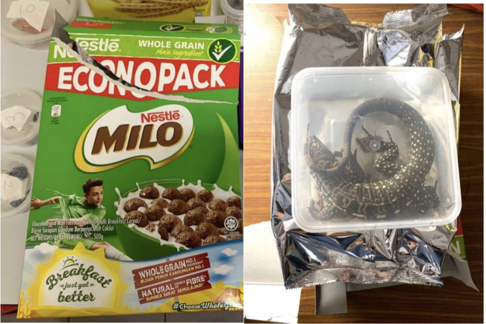 Photo of an Argentine Black and White Tegu concealed inside Milo cereal box. (Photo: NParks)