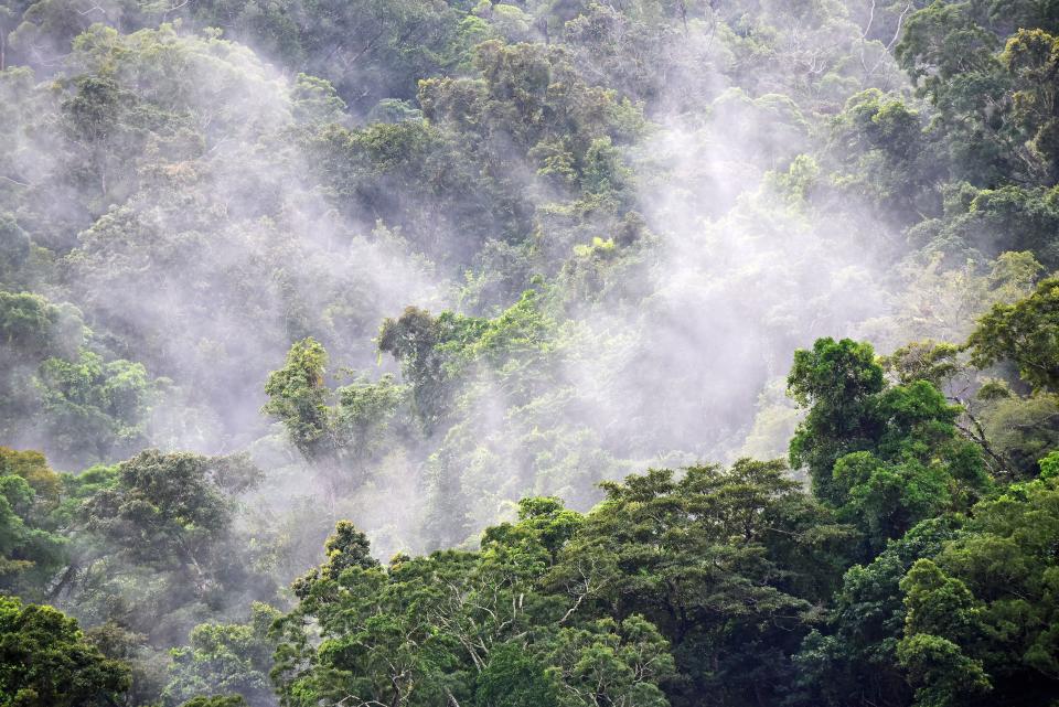 An amazing view of a mountain full of trees