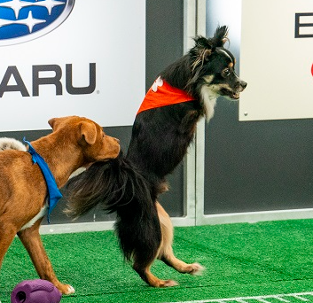 Mr. Bean in action at the Puppy Bowl.