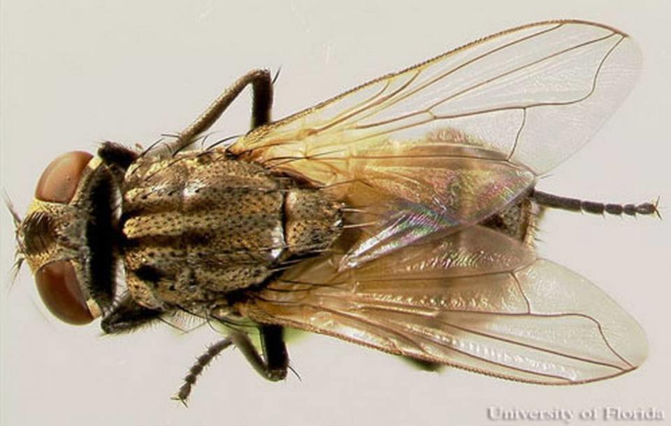 Musca domestica Linnaeus or house fly, the most common indoor fly. California Department of Public Health