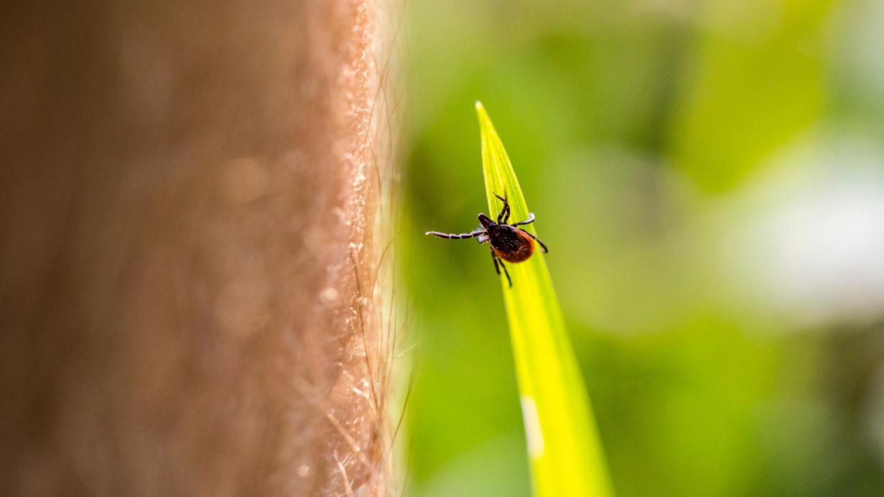  close up of a deer tick on a blade of grass reaching one of its legs towards a bare human leg 