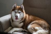 <p>Traditionally, huskies have worked as sled dogs, pulling large loads to their destinations. But, inside the home, they are known to be very playful and energetic,<a href="https://www.akc.org/dog-breeds/siberian-husky/" rel="nofollow noopener" target="_blank" data-ylk="slk:according to AKC.;elm:context_link;itc:0;sec:content-canvas" class="link "> according to AKC.</a> </p>