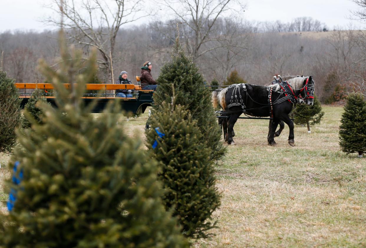 A team of draft horses pulls a wagon through a field of Christmas trees at Christmas Towne near Mountain Grove, Mo. on Tuesday, Dec. 15, 2020. The horses transport you and your chosen tree back to your car after picking out a tree.