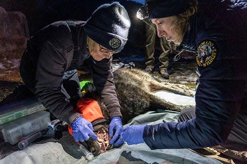 Colorado Parks and Wildlife veterinarian Pauline Nol and biologist Ellen Brandell examine a wolf after the agency captured five wolves in northeast Oregon on Dec. 17 to translocate to Colorado as part of the state's first wolves to be reintroduced into the state.