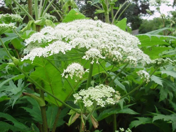 Giant hogweed plant