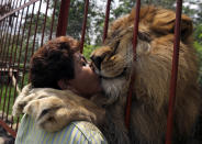 Ana Julia Torres gets a kiss from Jupiter a lovable lion who was rescued from a circus 12 years ago, at Villa Lorena shelter, in Cali, Colombia. Torres, a 52 year-old teacher, founded the Villa Lorena animal shelter which protects about 600 animals seized from drug traffickers, circuses, animal traffickers or were abandoned by their owners.