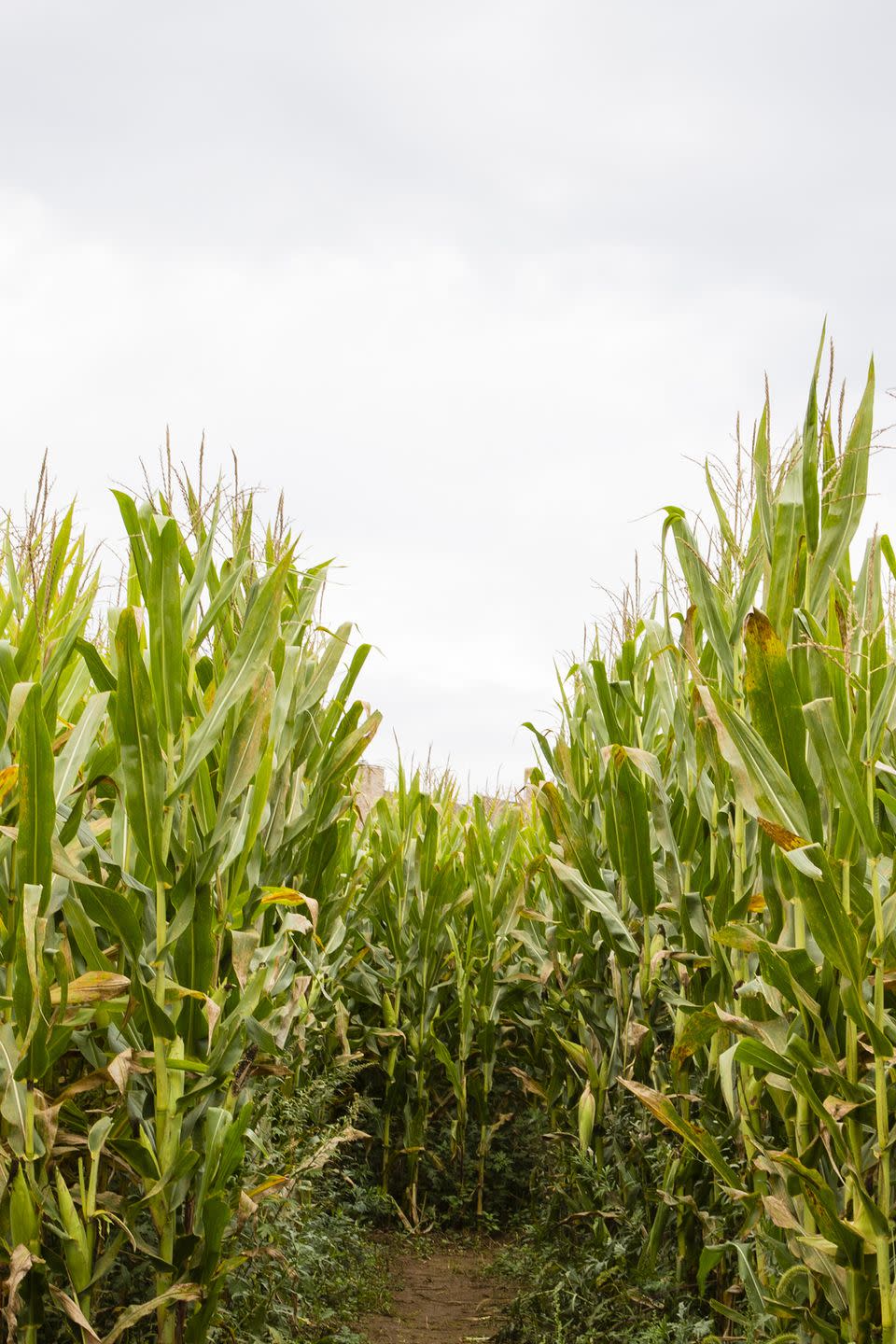 30) Bella Organic Farm’s Corn Maze in Portland, Oregon