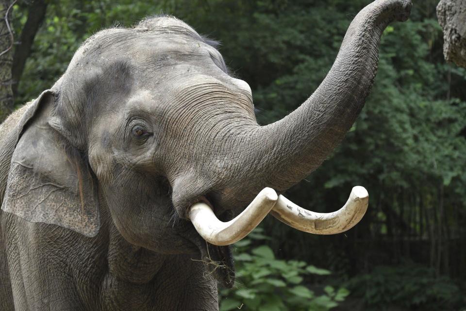 This undated photo shows Raja, the highly popular Asian elephant at the St. Louis Zoo in St. Louis, Mo. The elephant has lived at the zoo since his birth in 1992 and is being moved for breeding purposes to the Columbus Zoo and Aquarium in Ohio. (Louis Zoo via AP)