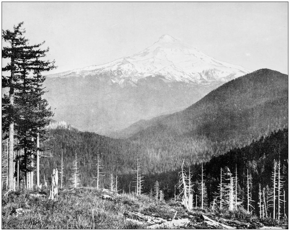 blakc and white photo of bare trees and a mountain in the background