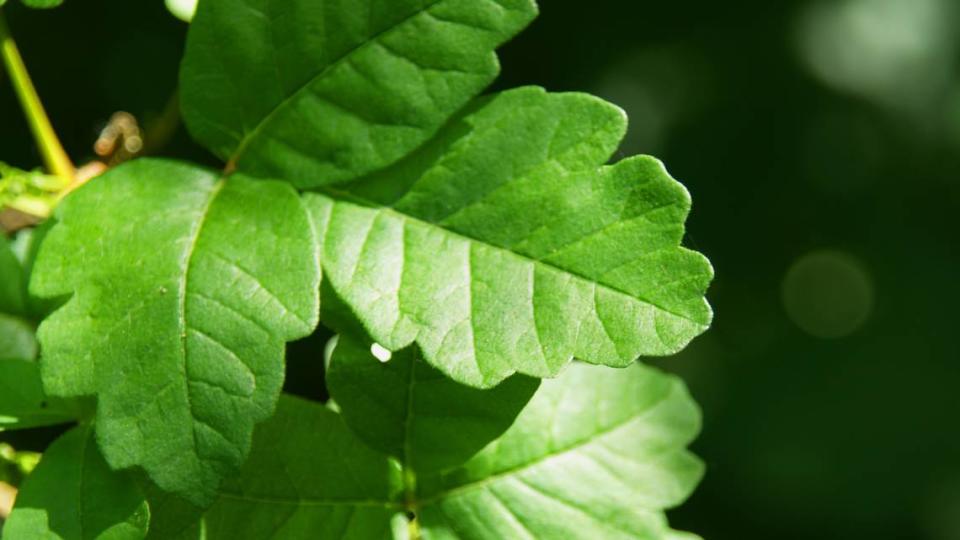 Poison Oak is found in woods, thickets, dry areas and sandy fields in the Coastal Plain and Piedmont of North Carolina.