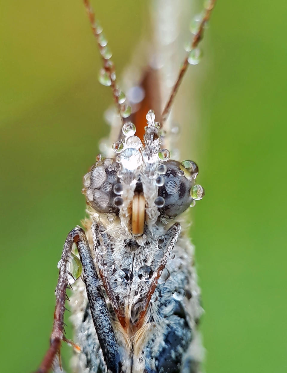 <p>Komang takes macro images using his Samsung Galaxy J7 Prime and a homemade camera lens. (Photo: Komang Wirnata/Caters News) </p>