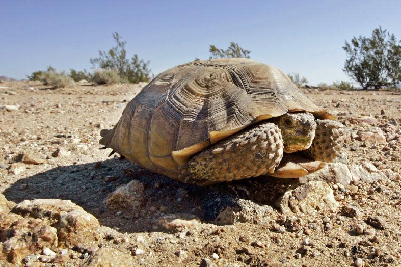 FILE - In this Sept. 3, 2008, file photo, an endangered desert tortoise, sits in the middle of a road at the proposed location of three BrightSource Energy solar-energy generation complexes in the eastern Mojave Desert near Ivanpah, Calif. Federal authorities have approved a plan to move nearly 1,500 desert tortoises from a Southern California Marine base. The removal could begin at the end of March or in April 2017, after the reptiles emerge from their underground winter hibernation. (AP Photo/Reed Saxon, File)