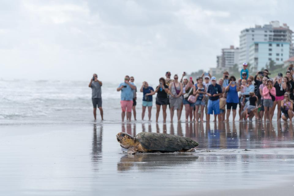 Sandy the loggerhead sea turtle returns to the ocean on Thursday, Oct. 26, 2023, after nearly four months of rehabilitation at Loggerhead Marinelife Center in Juno Beach.