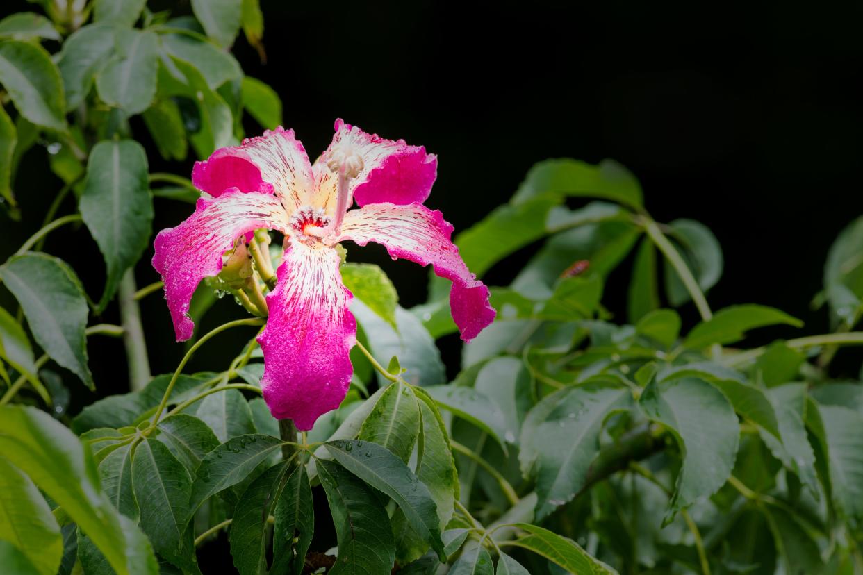 Floss silk, also known as the chorisia tree or Ceiba speciosa, grows to 35 to 50 feet and sports a green trunk and limbs studded with large, silver-gray, conical thorns. It grows well in Florida and is easy to propagate.