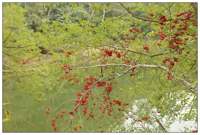 [苗栗旅遊]湖畔花時間~草莓生啤酒 坐在石頭中間泡湯絕佳感受