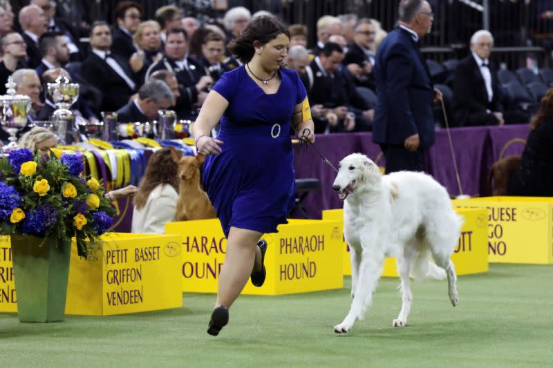 Un borzoi y su entrenador compiten en el concurso de pastores durante el 143º concurso Westminster Kennel Club Dog celebrado en el Madison Square Garden de Nueva York el 11 de febrero de 2019 (Foto: Caitlin Ochs / Reuters).