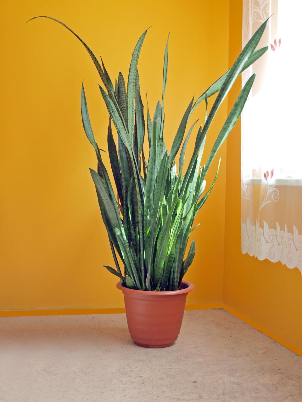 Snake plant displayed in front of colorful background.