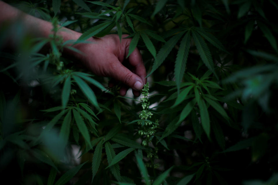 Marijuana plants are seen next to Mexico's Senate building during a call for legalization, at the protest cannabis garden of the Cannabico Mexican Movement in Mexico City, Mexico September 24, 2020. (Carlos Jasso/Reuters)