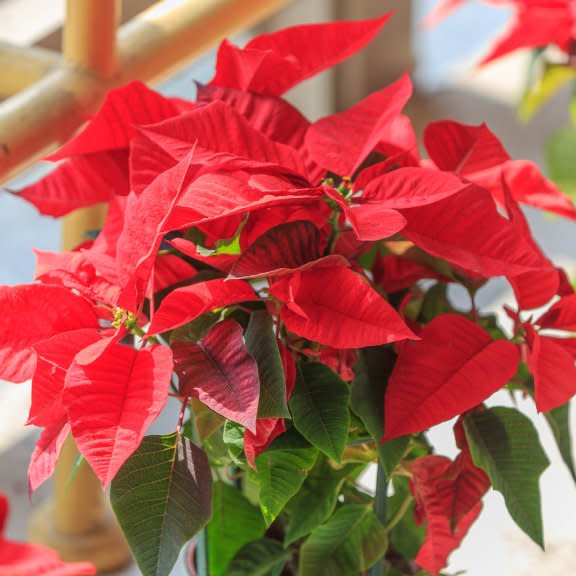  Poinsettia. 