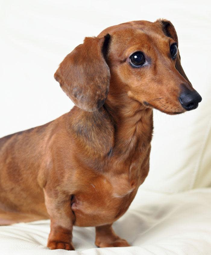Five of the best small dog breeds for apartment living