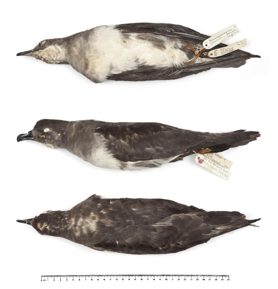 This species of seabird - herald petrel - breeds on the island of Trindade, off Brazil. Previously known as South Trinidad, it was one of the stops made by Terra Nova on its voyage south. This specimen was prepared by Wilson, the expedition’s chief of scientific staff, in July 1910. ©The Natural History Museum.