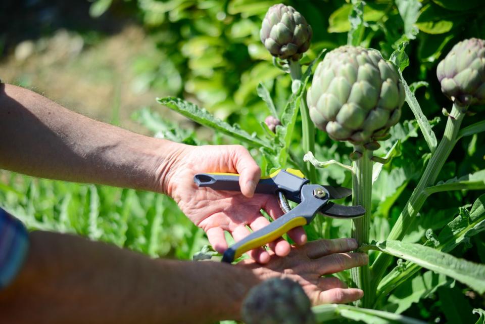 Hand cutting artichoke off of plant with clippers. 