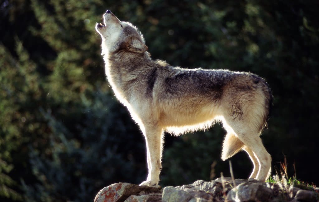 A gray wolf. (Getty Images)